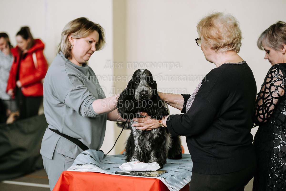 26.03.2022 Выставка собак г. Братск Континенталь. Фотограф Диана Оленина Красноярск / Братск