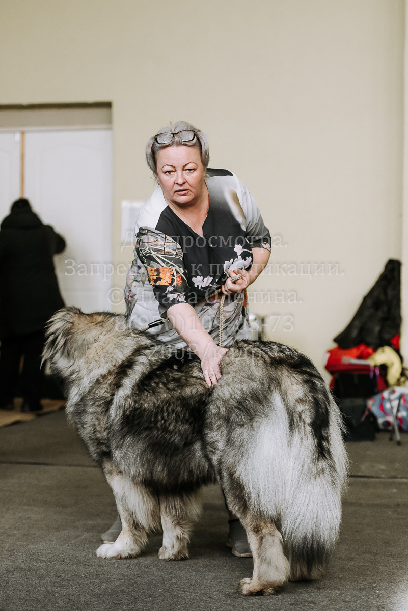 26.03.2022 Выставка собак г. Братск Континенталь. Фотограф Диана Оленина Красноярск / Братск