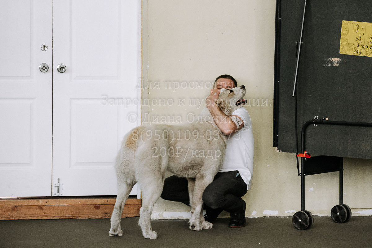 26.03.2022 Выставка собак г. Братск Континенталь. Фотограф Диана Оленина Красноярск / Братск