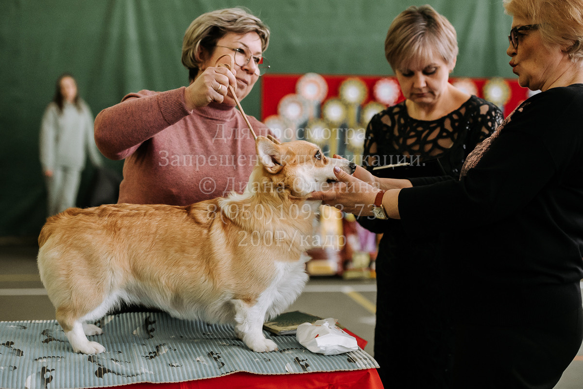 26.03.2022 Выставка собак г. Братск Континенталь. Фотограф Диана Оленина Красноярск / Братск