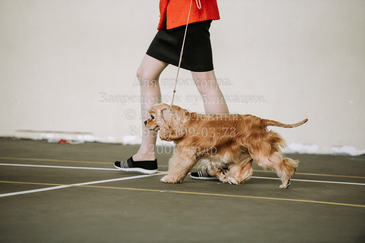 26.03.2022 Выставка собак г. Братск Континенталь. Фотограф Диана Оленина Красноярск / Братск