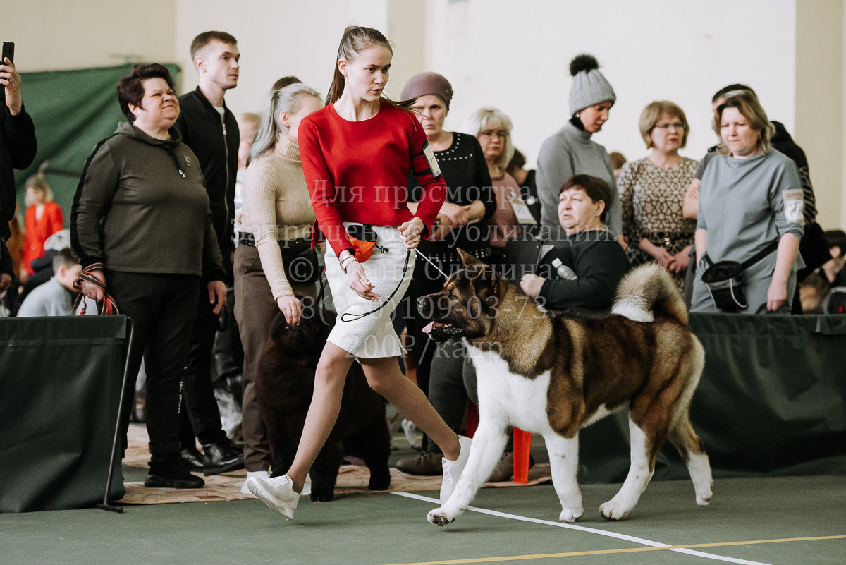 26.03.2022 Выставка собак г. Братск Континенталь. Фотограф Диана Оленина Красноярск / Братск