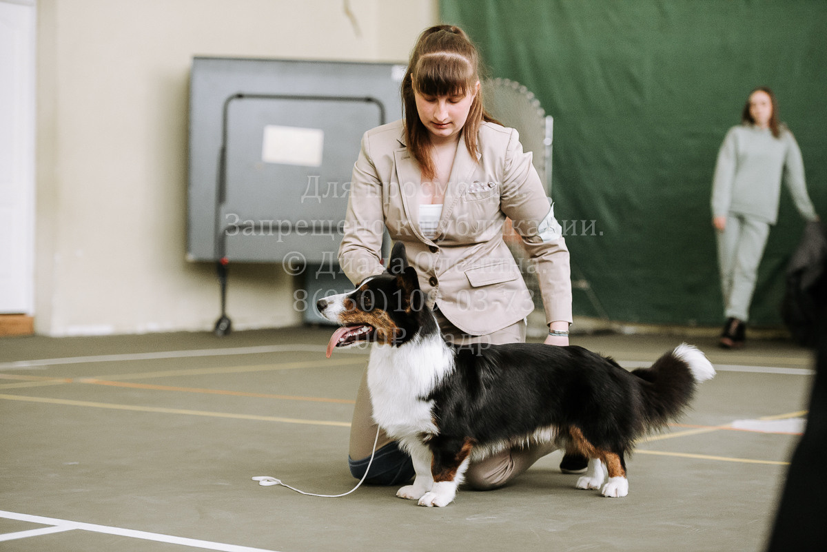 26.03.2022 Выставка собак г. Братск Континенталь. Фотограф Диана Оленина Красноярск / Братск