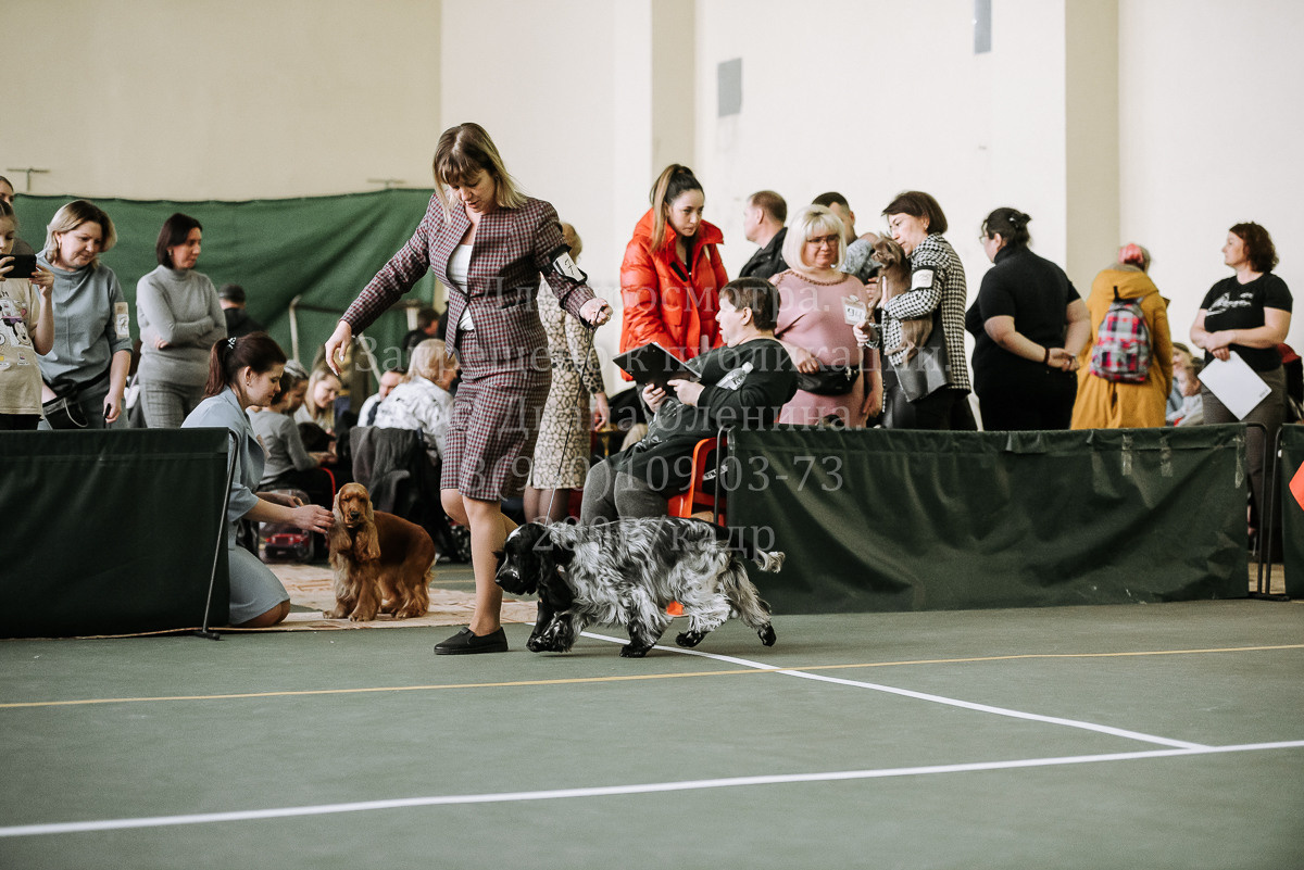26.03.2022 Выставка собак г. Братск Континенталь. Фотограф Диана Оленина Красноярск / Братск