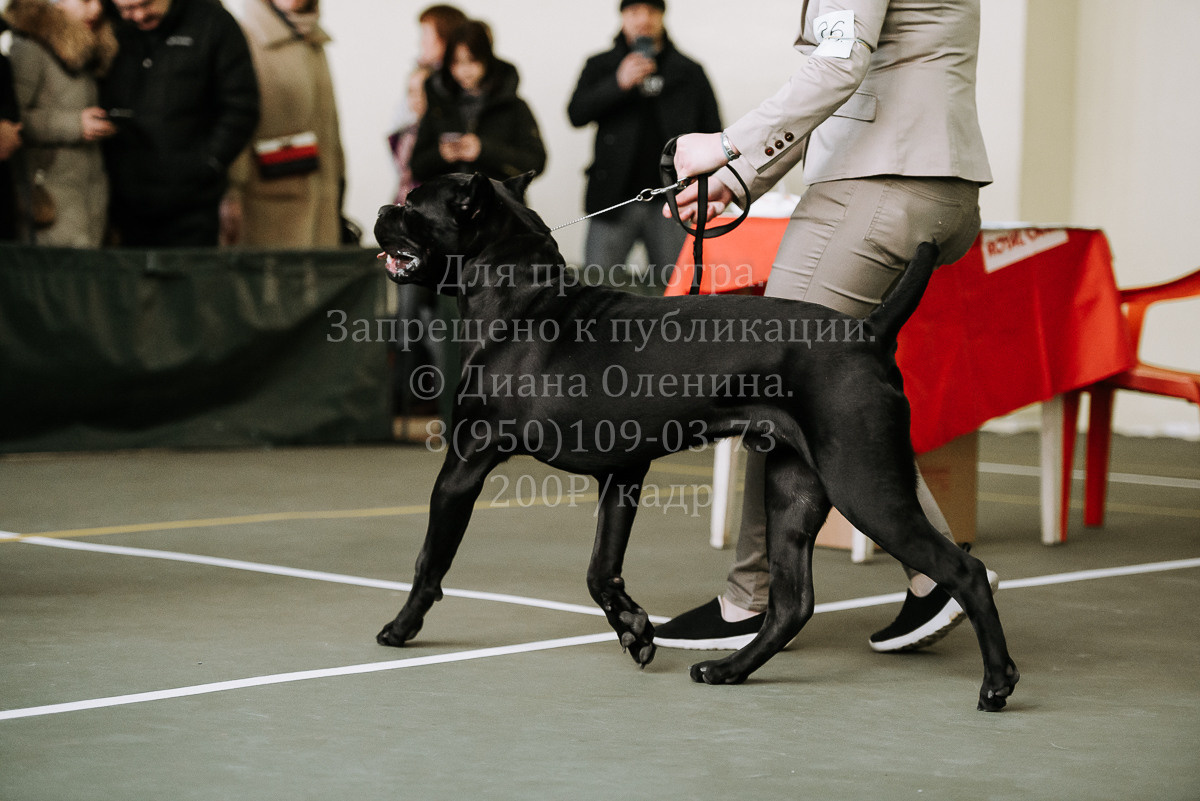 26.03.2022 Выставка собак г. Братск Континенталь. Фотограф Диана Оленина Красноярск / Братск