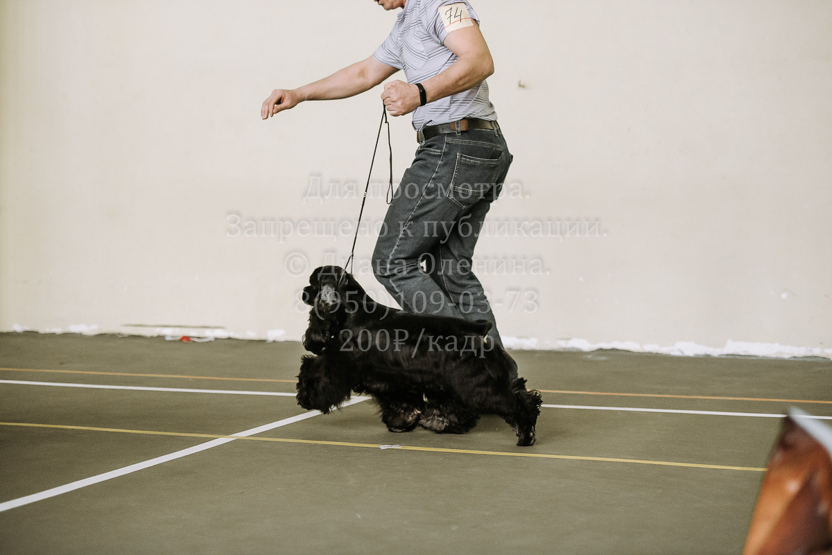 26.03.2022 Выставка собак г. Братск Континенталь. Фотограф Диана Оленина Красноярск / Братск