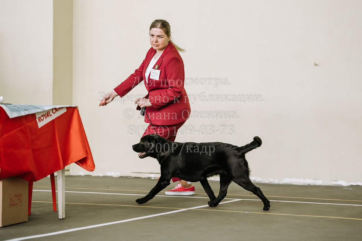 26.03.2022 Выставка собак г. Братск Континенталь. Фотограф Диана Оленина Красноярск / Братск