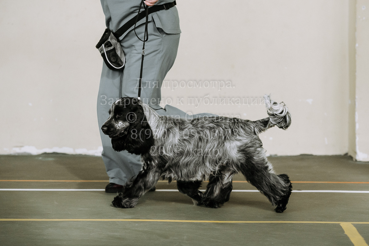 26.03.2022 Выставка собак г. Братск Континенталь. Фотограф Диана Оленина Красноярск / Братск