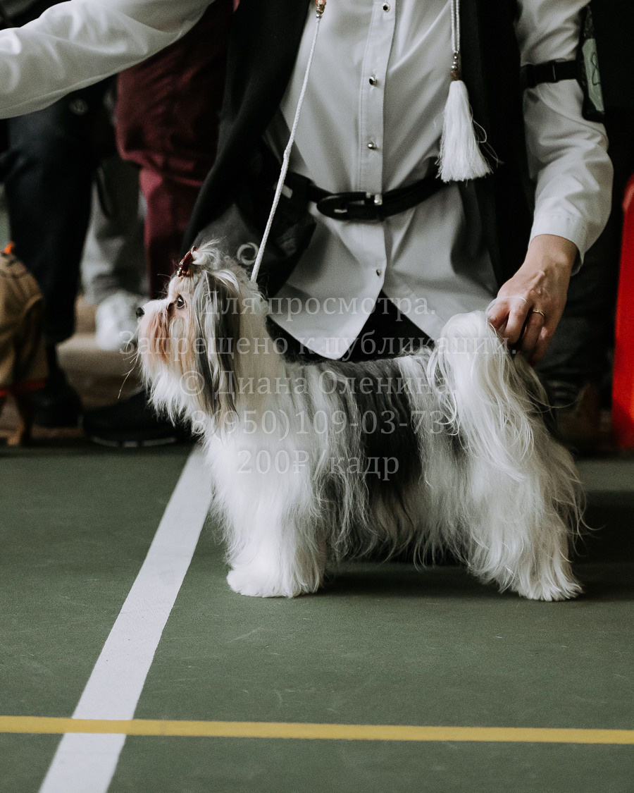 26.03.2022 Выставка собак г. Братск Континенталь. Фотограф Диана Оленина Красноярск / Братск