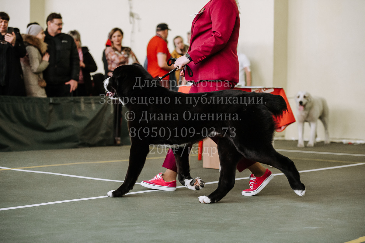 26.03.2022 Выставка собак г. Братск Континенталь. Фотограф Диана Оленина Красноярск / Братск