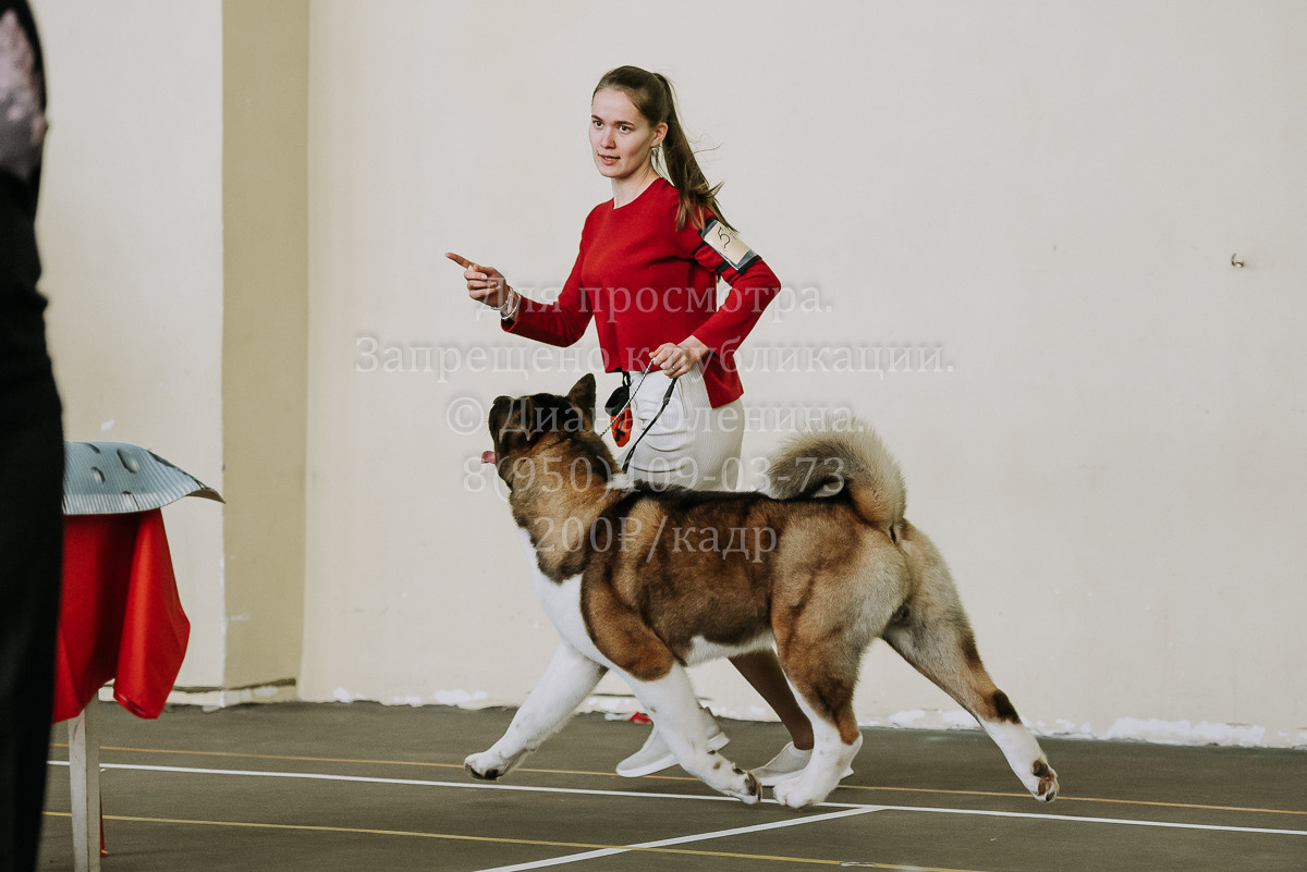26.03.2022 Выставка собак г. Братск Континенталь. Фотограф Диана Оленина Красноярск / Братск