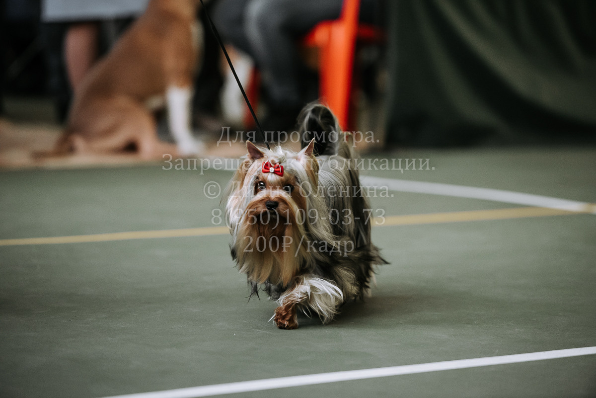 26.03.2022 Выставка собак г. Братск Континенталь. Фотограф Диана Оленина Красноярск / Братск