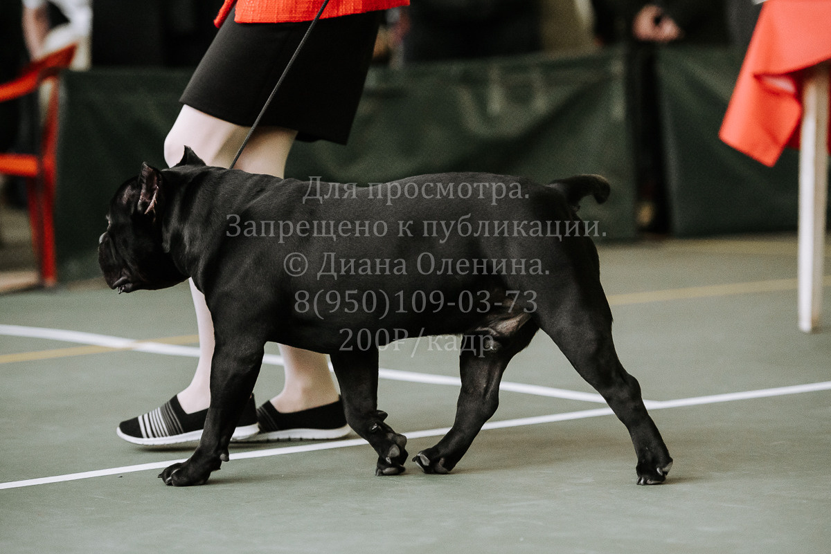 26.03.2022 Выставка собак г. Братск Континенталь. Фотограф Диана Оленина Красноярск / Братск