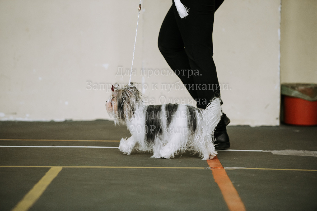 26.03.2022 Выставка собак г. Братск Континенталь. Фотограф Диана Оленина Красноярск / Братск