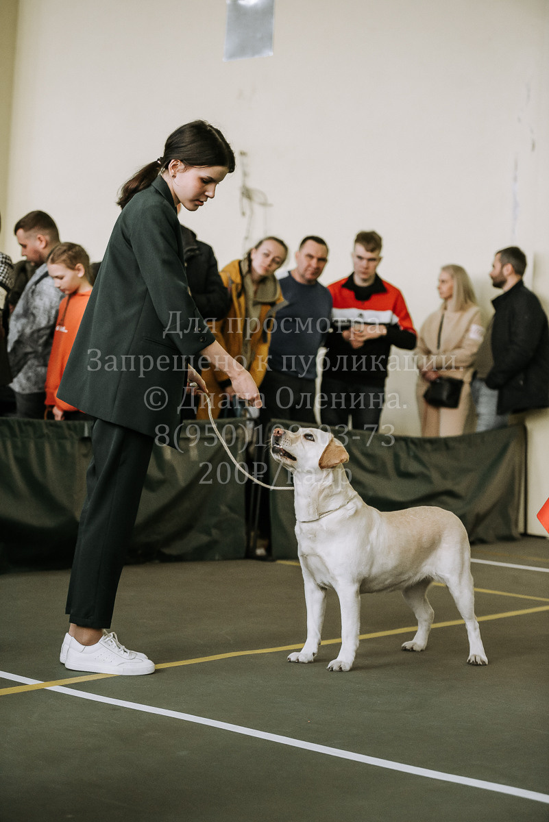 26.03.2022 Выставка собак г. Братск Континенталь. Фотограф Диана Оленина Красноярск / Братск