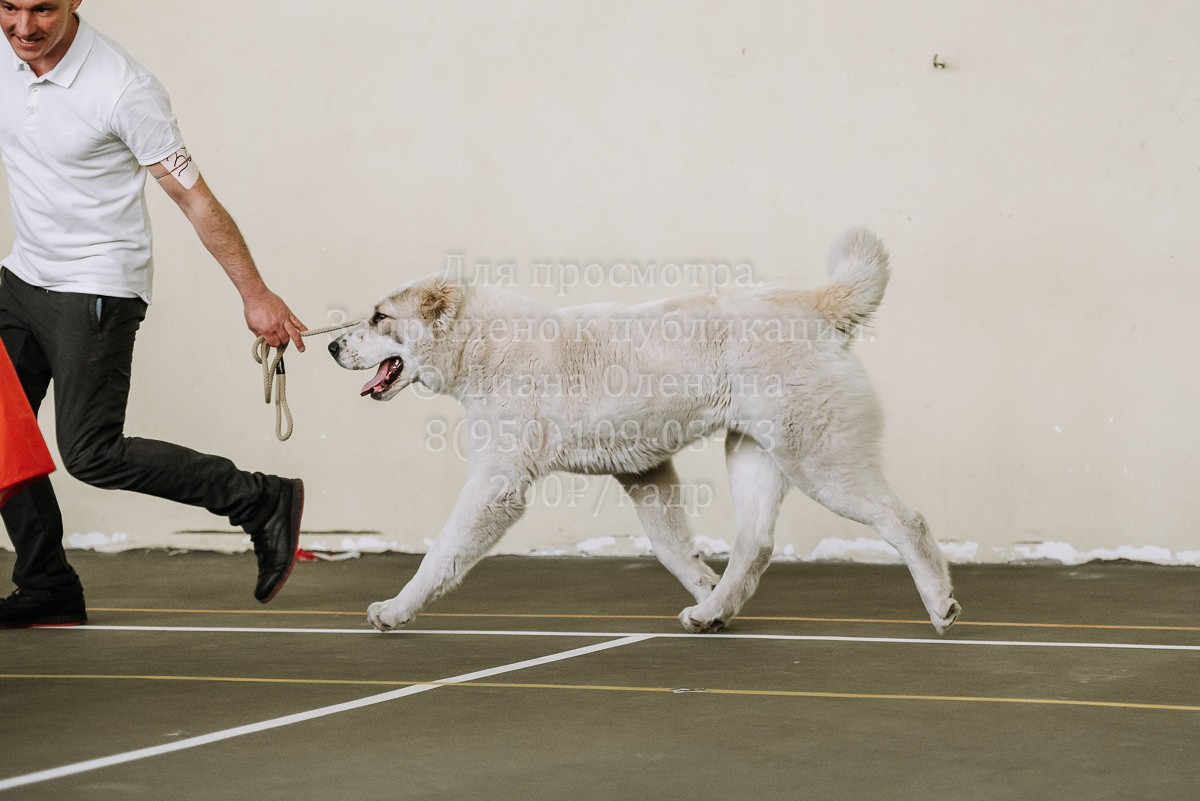 26.03.2022 Выставка собак г. Братск Континенталь. Фотограф Диана Оленина Красноярск / Братск