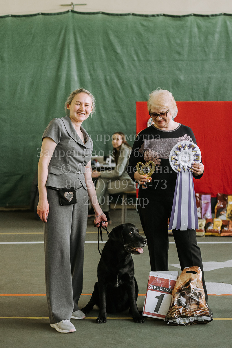 26.03.2022 Выставка собак г. Братск Континенталь. Фотограф Диана Оленина Красноярск / Братск