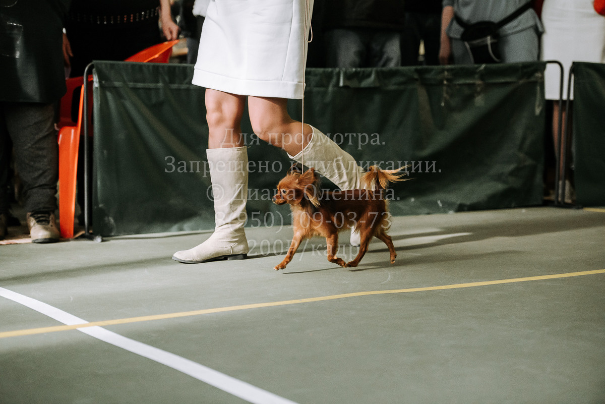 26.03.2022 Выставка собак г. Братск Континенталь. Фотограф Диана Оленина Красноярск / Братск