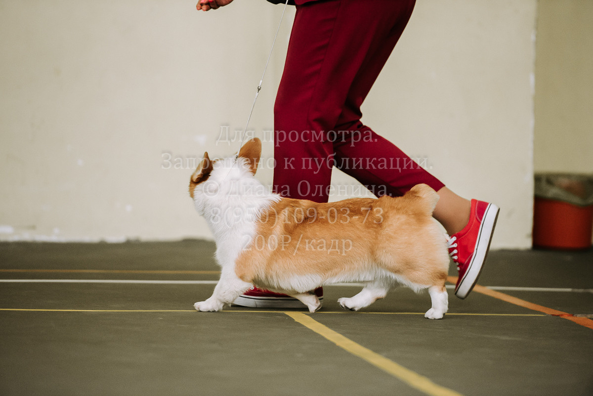 26.03.2022 Выставка собак г. Братск Континенталь. Фотограф Диана Оленина Красноярск / Братск