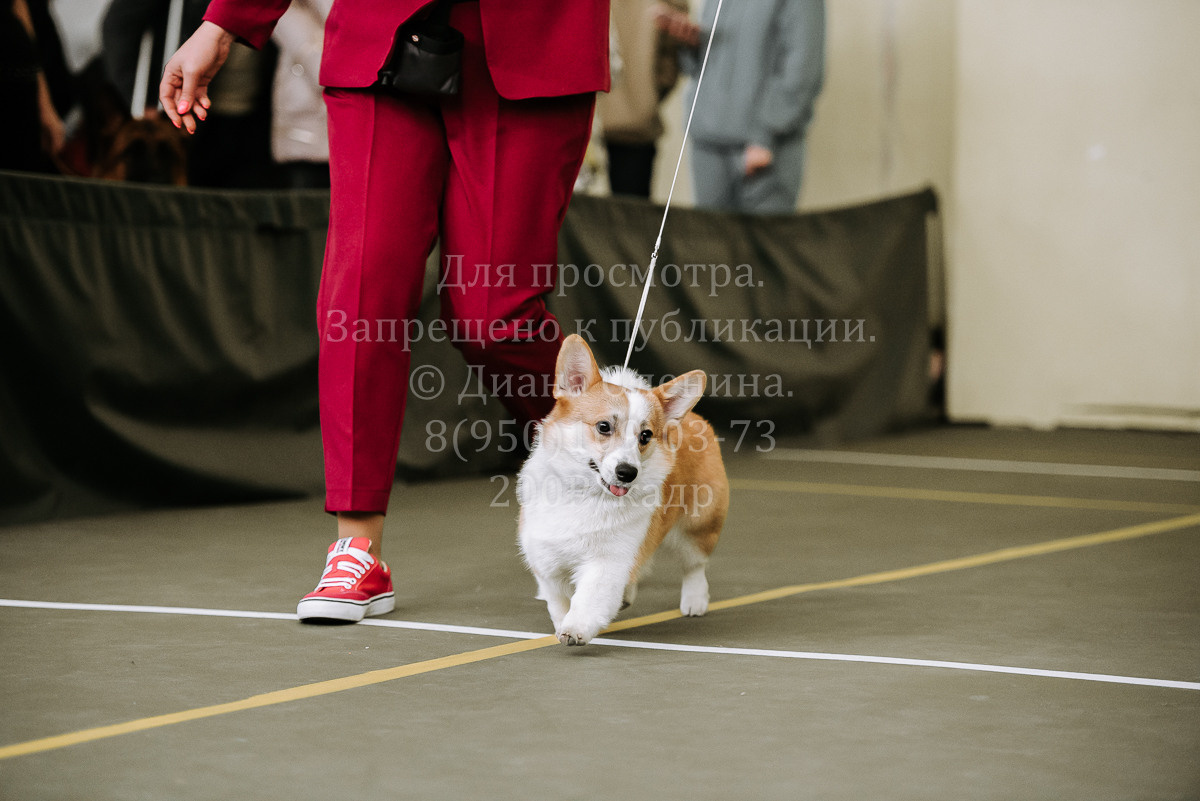 26.03.2022 Выставка собак г. Братск Континенталь. Фотограф Диана Оленина Красноярск / Братск