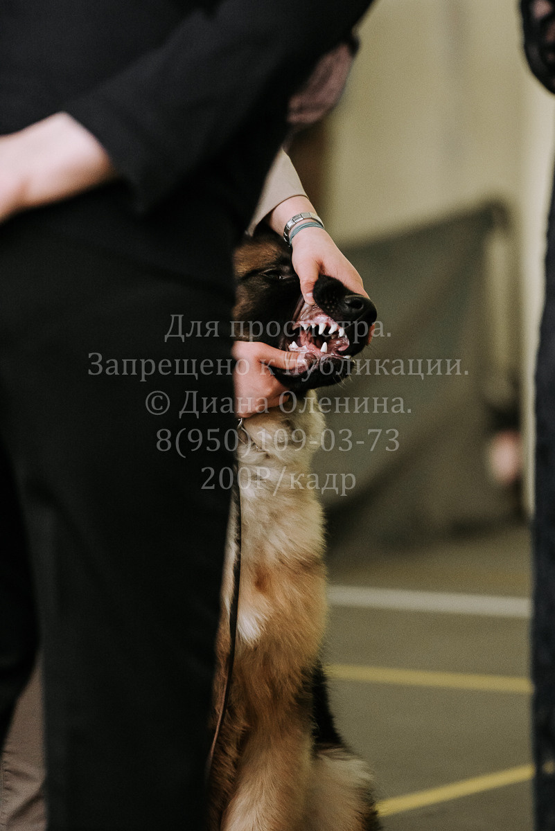 26.03.2022 Выставка собак г. Братск Континенталь. Фотограф Диана Оленина Красноярск / Братск