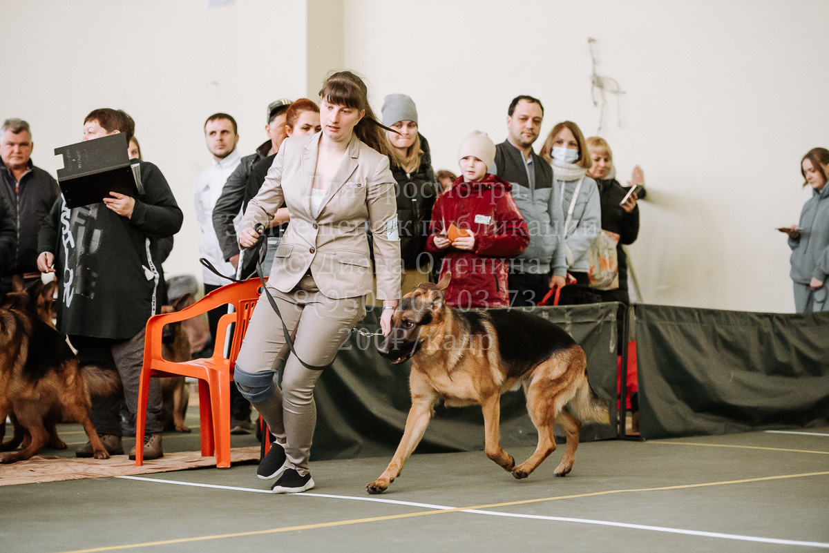 26.03.2022 Выставка собак г. Братск Континенталь. Фотограф Диана Оленина Красноярск / Братск