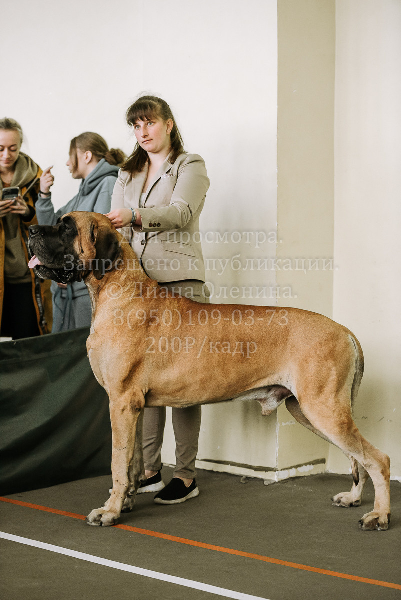 26.03.2022 Выставка собак г. Братск Континенталь. Фотограф Диана Оленина Красноярск / Братск
