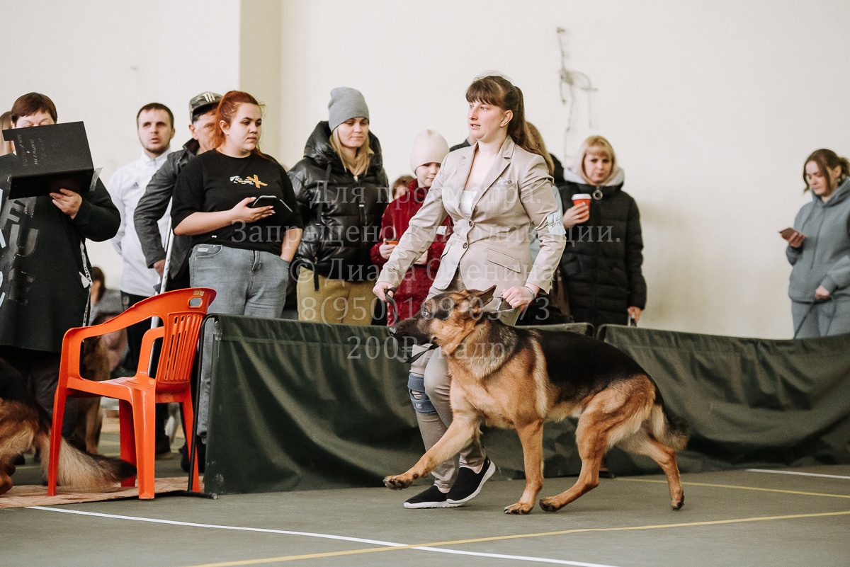 26.03.2022 Выставка собак г. Братск Континенталь. Фотограф Диана Оленина Красноярск / Братск