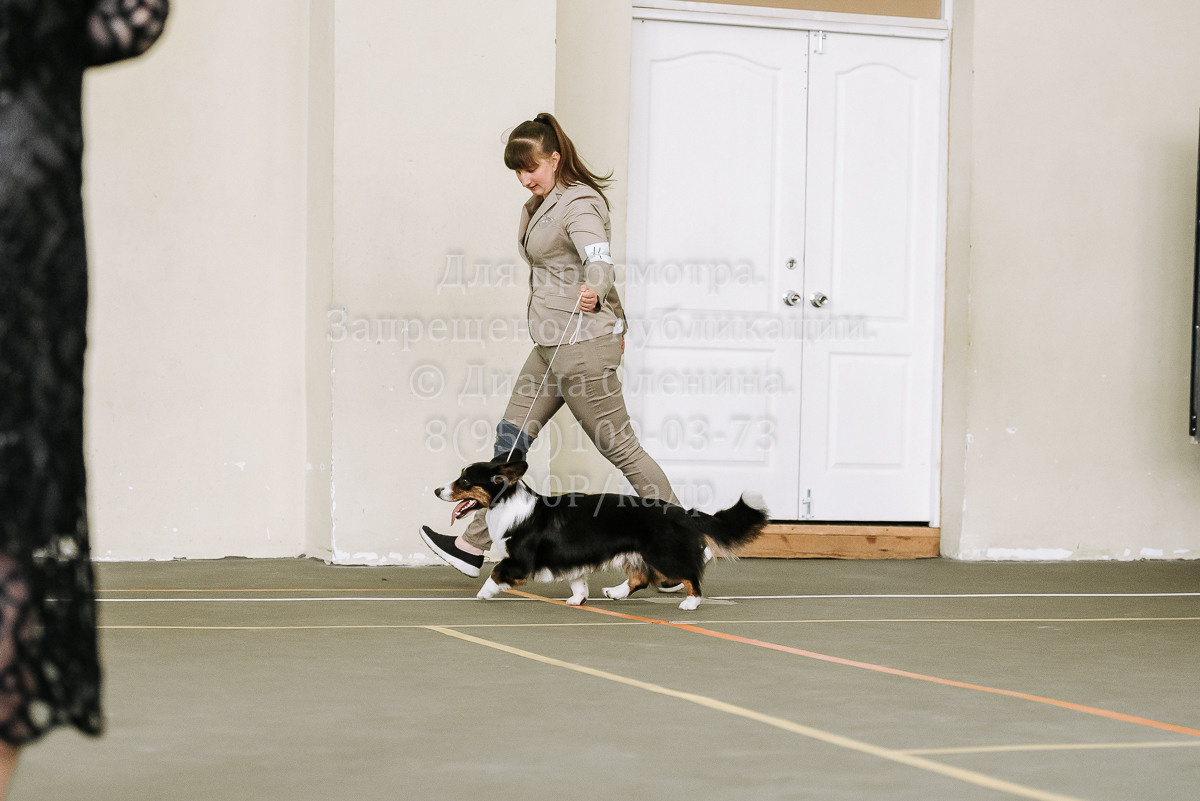 26.03.2022 Выставка собак г. Братск Континенталь. Фотограф Диана Оленина Красноярск / Братск