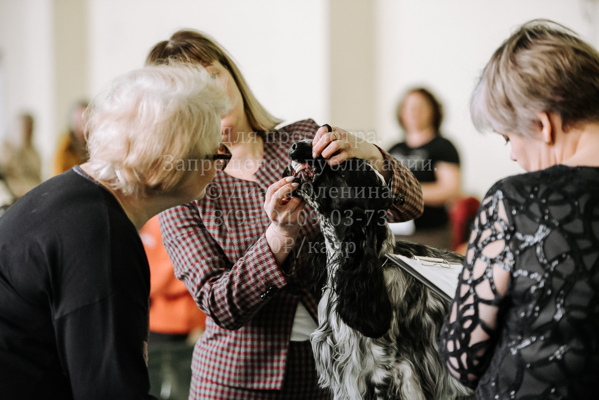 26.03.2022 Выставка собак г. Братск Континенталь. Фотограф Диана Оленина Красноярск / Братск