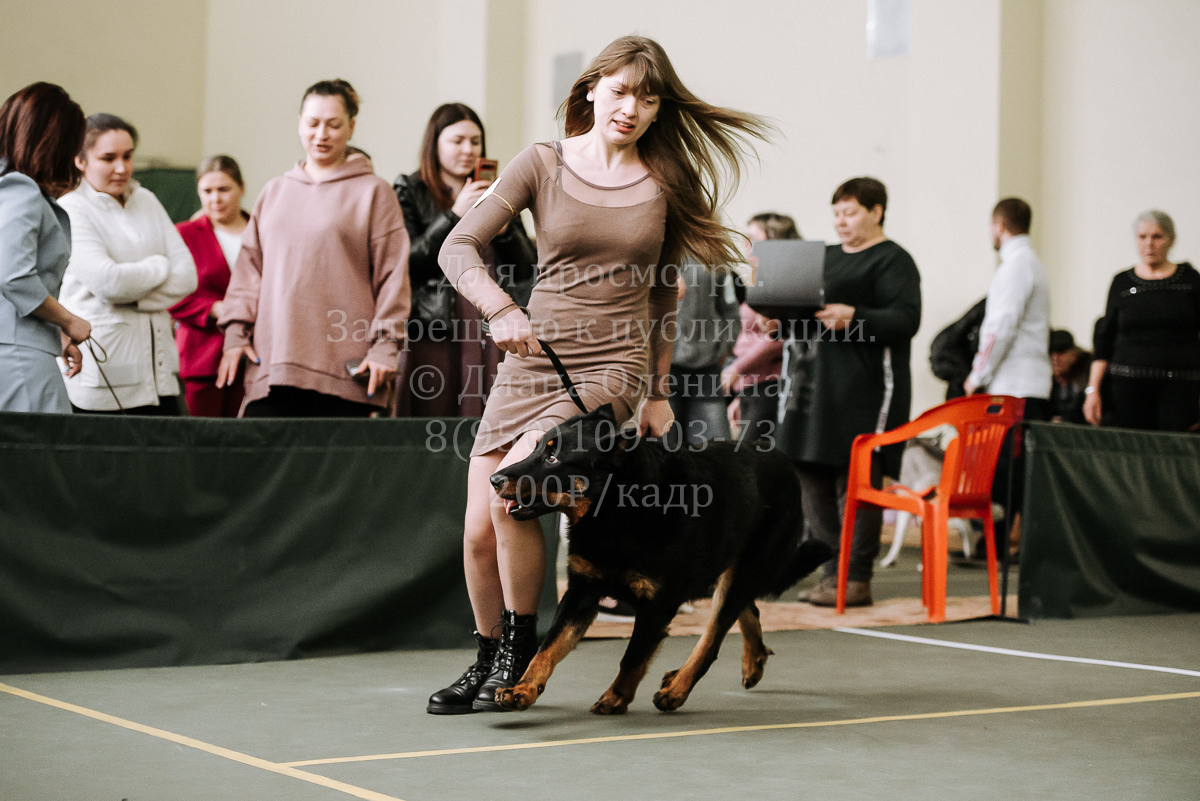 26.03.2022 Выставка собак г. Братск Континенталь. Фотограф Диана Оленина Красноярск / Братск