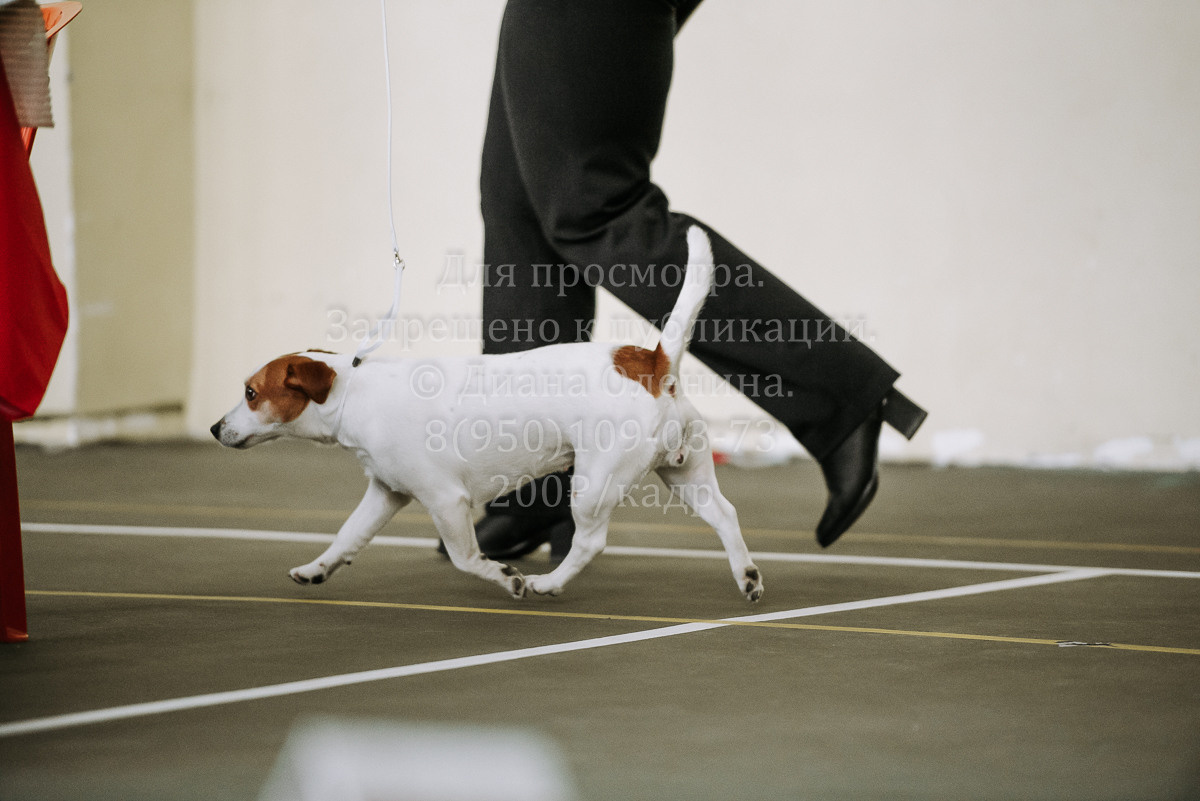 26.03.2022 Выставка собак г. Братск Континенталь. Фотограф Диана Оленина Красноярск / Братск