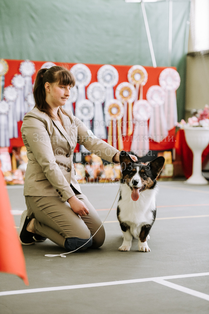 26.03.2022 Выставка собак г. Братск Континенталь. Фотограф Диана Оленина Красноярск / Братск