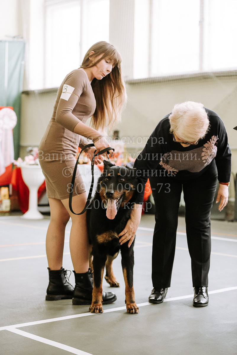 26.03.2022 Выставка собак г. Братск Континенталь. Фотограф Диана Оленина Красноярск / Братск