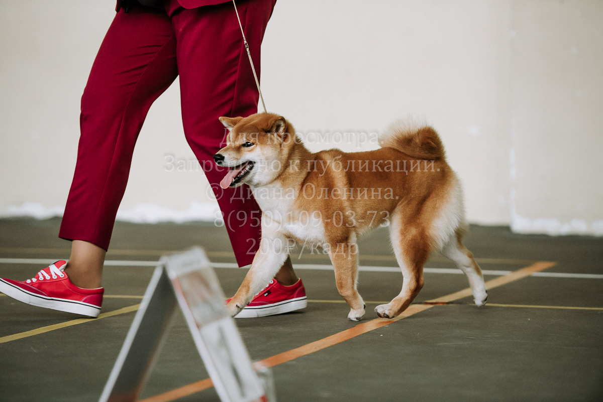 26.03.2022 Выставка собак г. Братск Континенталь. Фотограф Диана Оленина Красноярск / Братск
