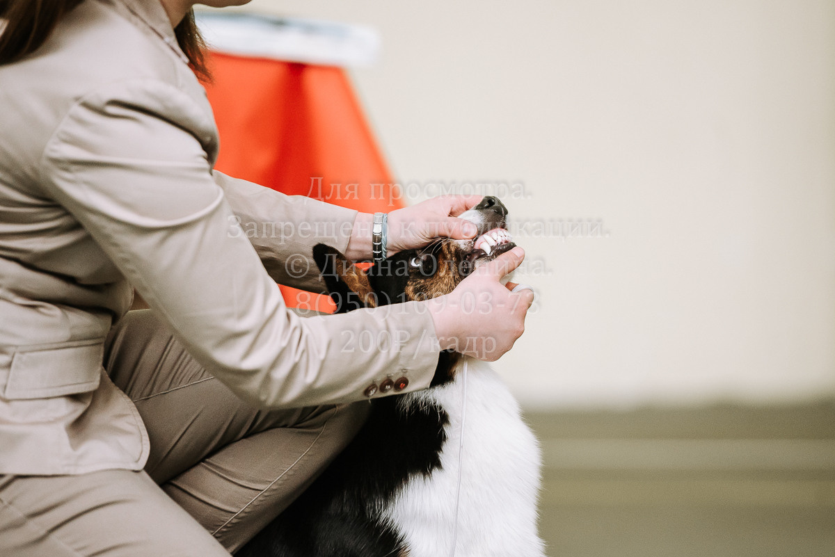 26.03.2022 Выставка собак г. Братск Континенталь. Фотограф Диана Оленина Красноярск / Братск