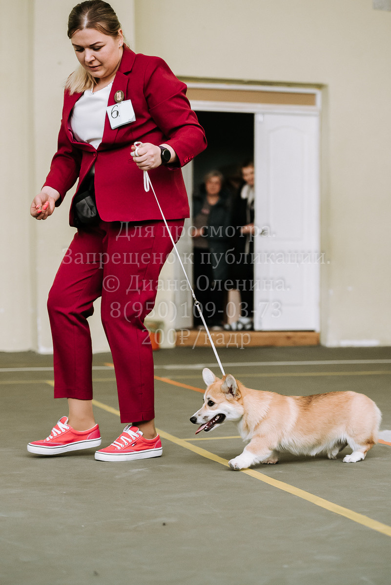 26.03.2022 Выставка собак г. Братск Континенталь. Фотограф Диана Оленина Красноярск / Братск