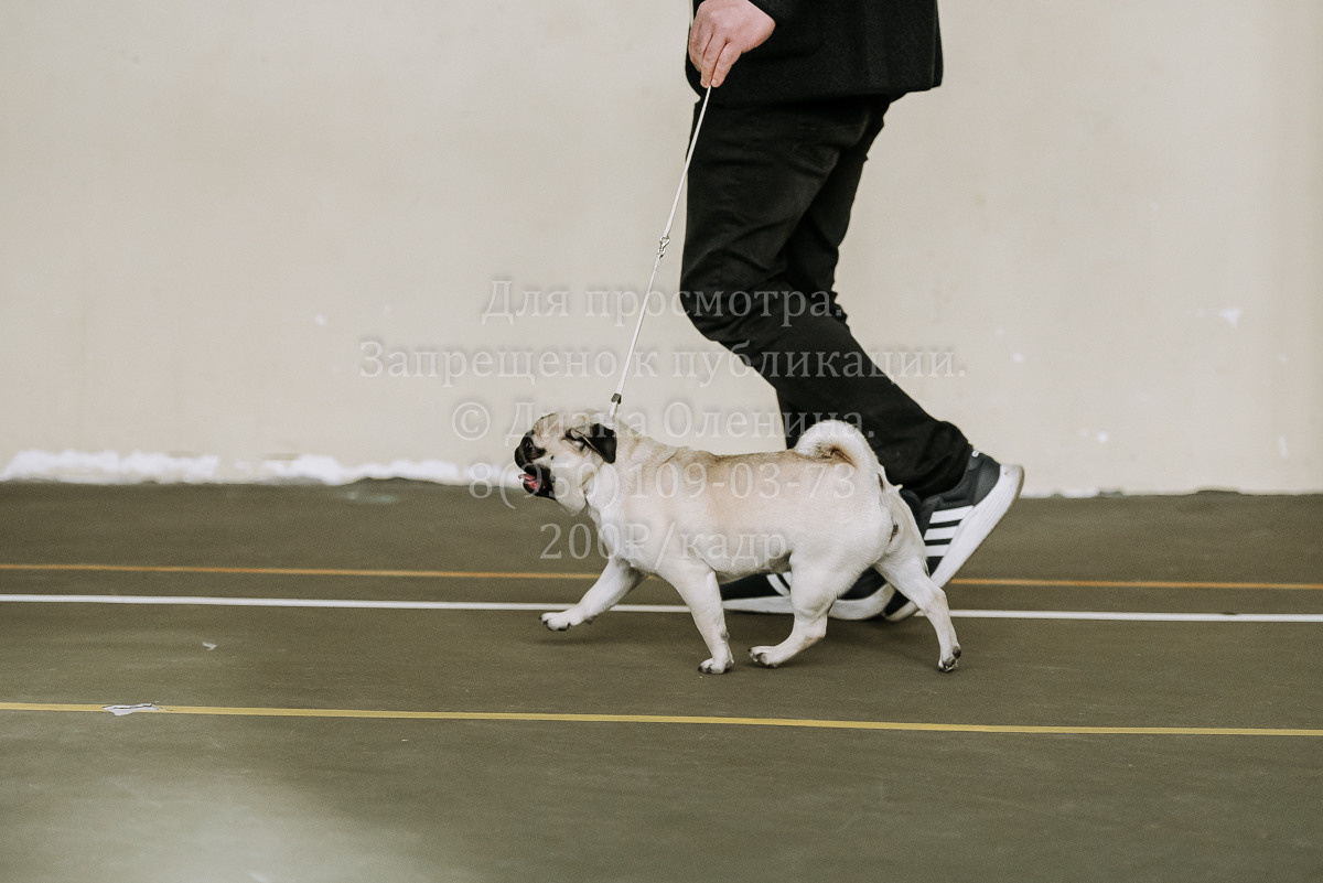 26.03.2022 Выставка собак г. Братск Континенталь. Фотограф Диана Оленина Красноярск / Братск