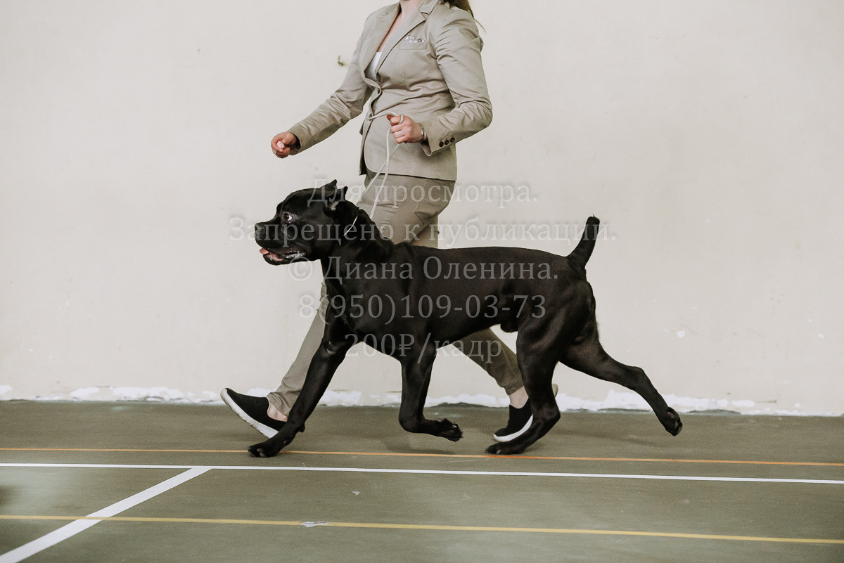 26.03.2022 Выставка собак г. Братск Континенталь. Фотограф Диана Оленина Красноярск / Братск