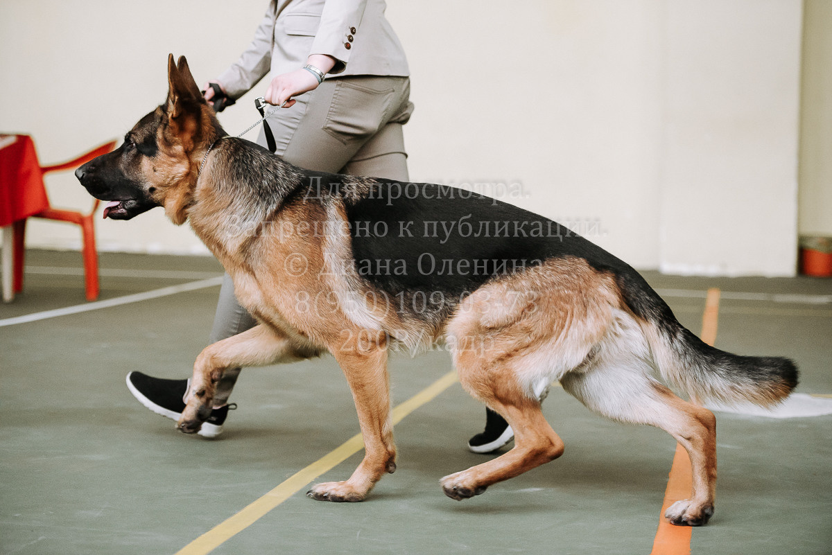 26.03.2022 Выставка собак г. Братск Континенталь. Фотограф Диана Оленина Красноярск / Братск