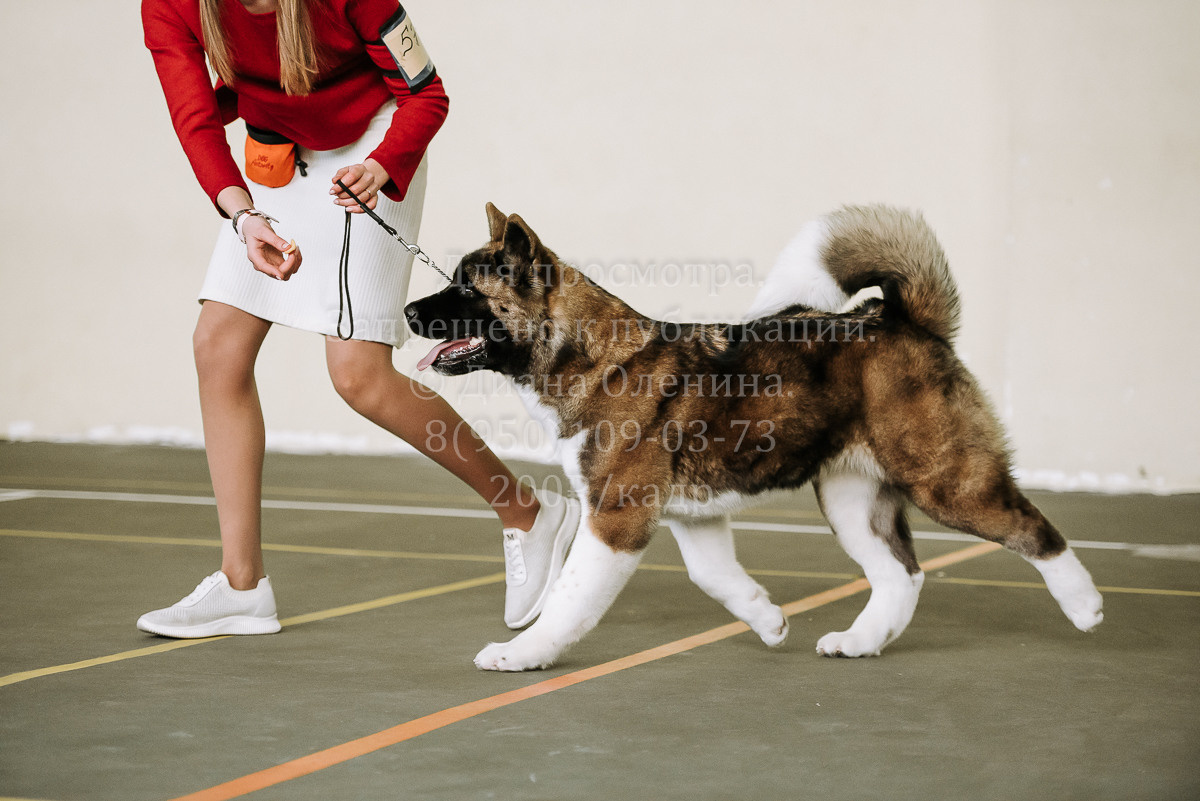 26.03.2022 Выставка собак г. Братск Континенталь. Фотограф Диана Оленина Красноярск / Братск