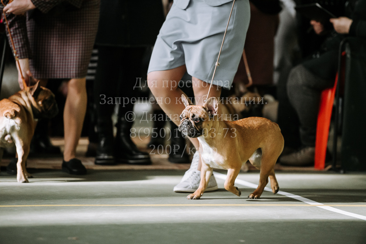 26.03.2022 Выставка собак г. Братск Континенталь. Фотограф Диана Оленина Красноярск / Братск