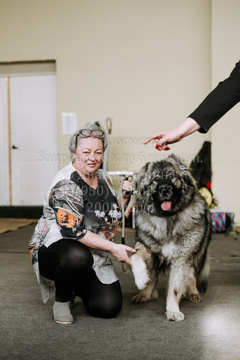 26.03.2022 Выставка собак г. Братск Континенталь. Фотограф Диана Оленина Красноярск / Братск