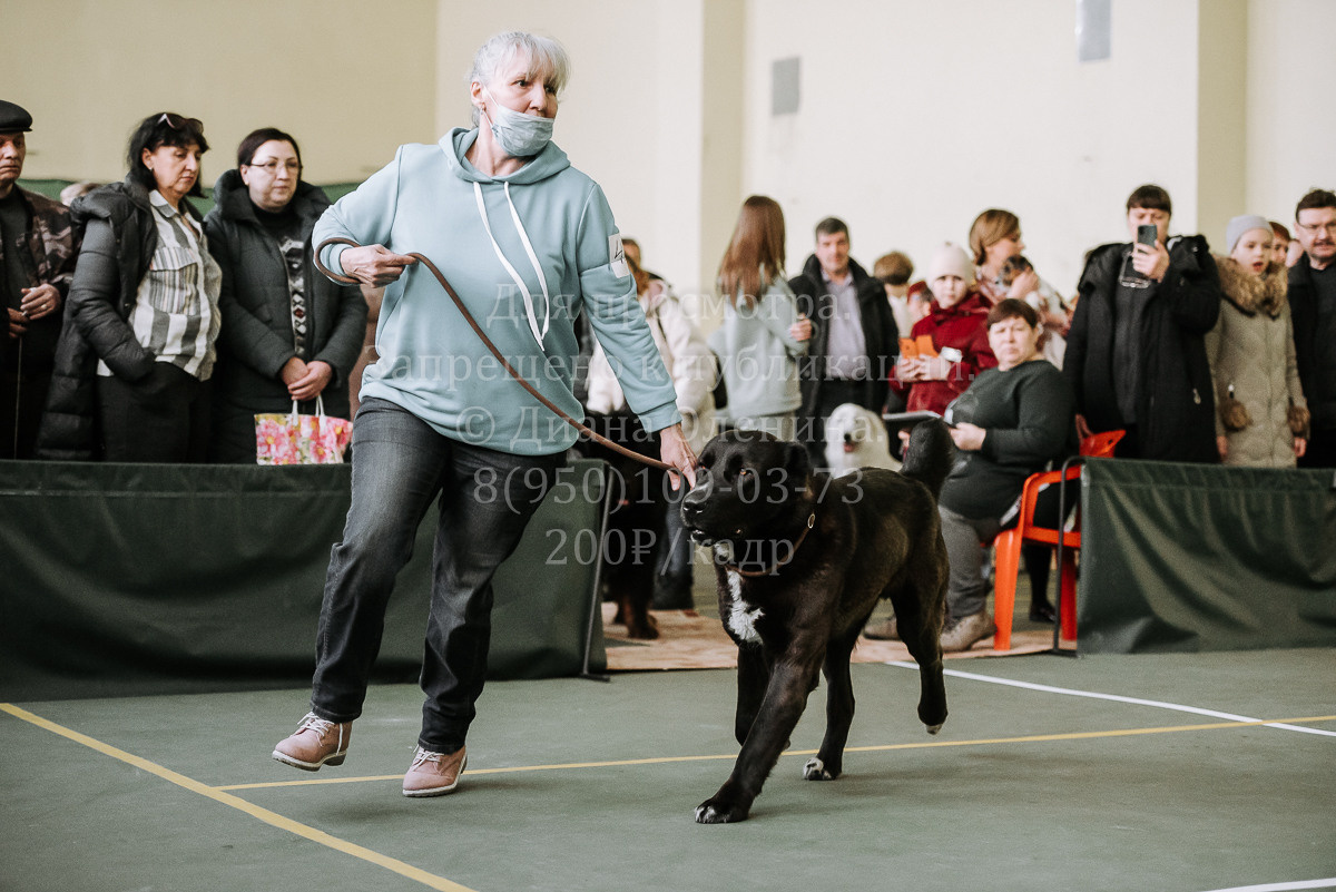 26.03.2022 Выставка собак г. Братск Континенталь. Фотограф Диана Оленина Красноярск / Братск
