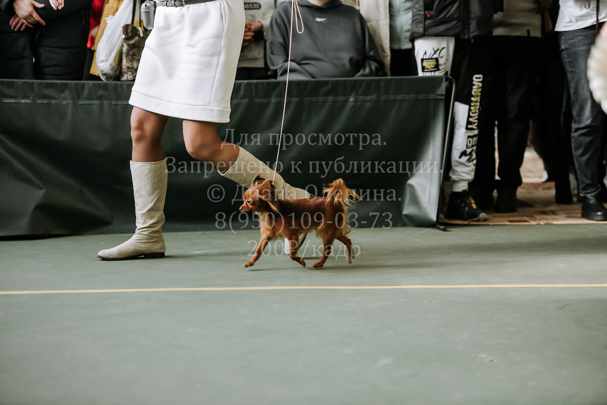 26.03.2022 Выставка собак г. Братск Континенталь. Фотограф Диана Оленина Красноярск / Братск
