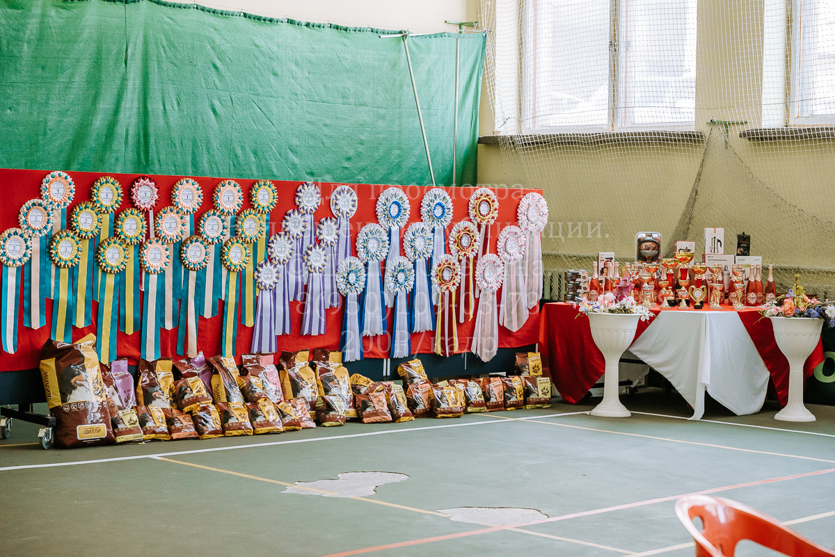 26.03.2022 Выставка собак г. Братск Континенталь. Фотограф Диана Оленина Красноярск / Братск