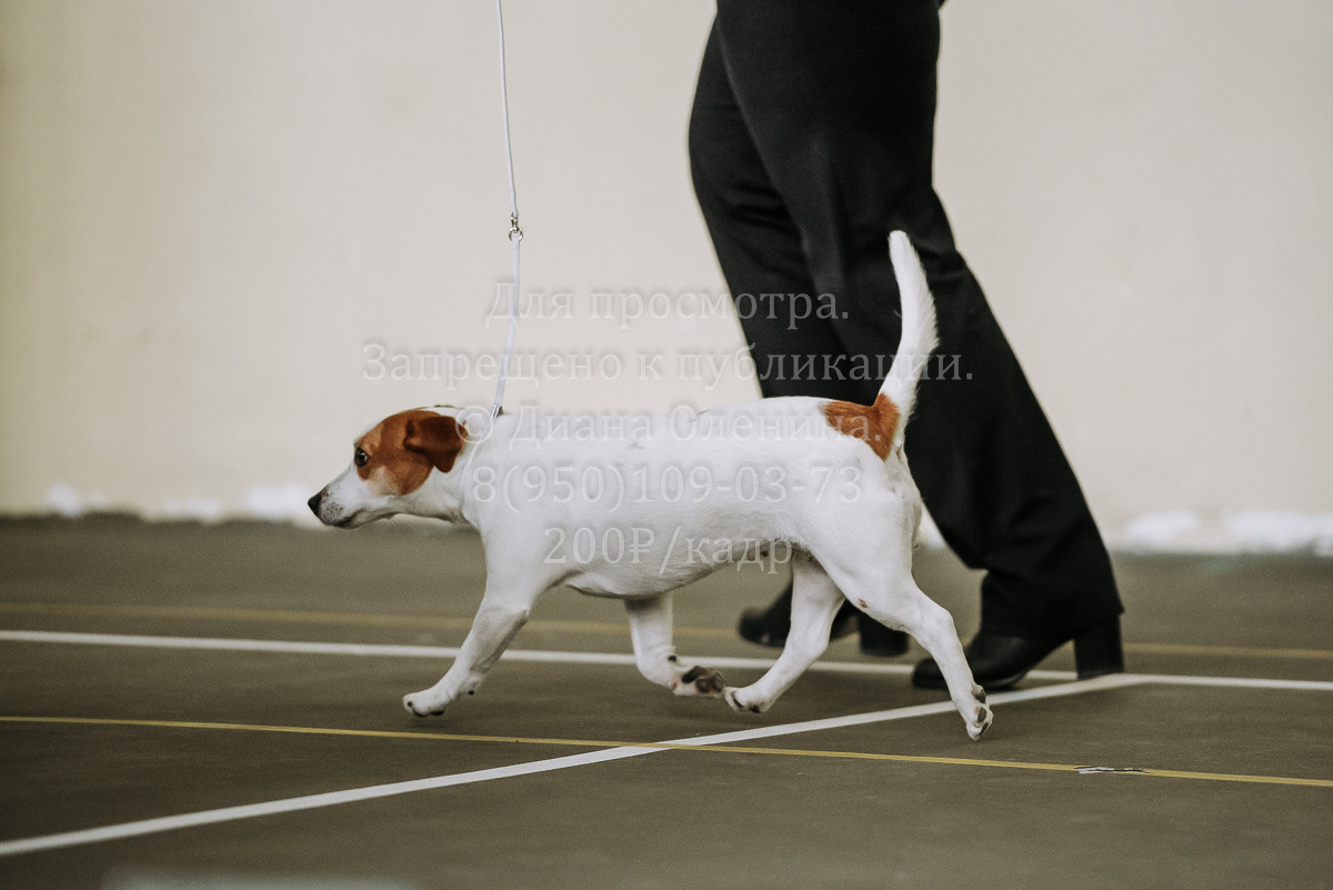 26.03.2022 Выставка собак г. Братск Континенталь. Фотограф Диана Оленина Красноярск / Братск