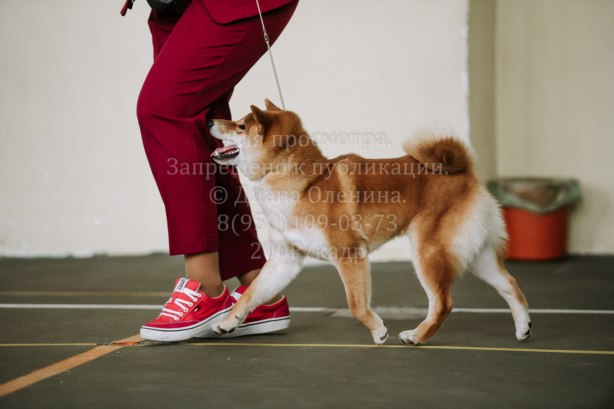 26.03.2022 Выставка собак г. Братск Континенталь. Фотограф Диана Оленина Красноярск / Братск