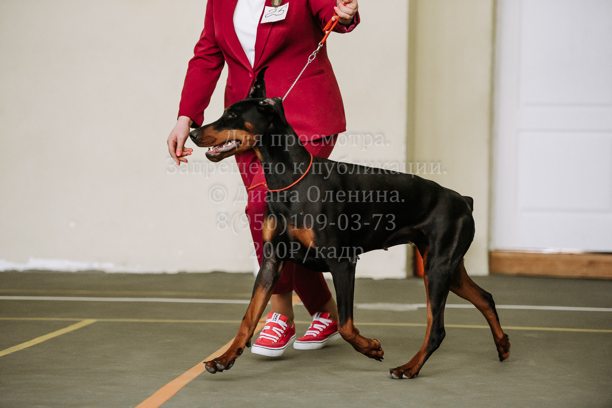 26.03.2022 Выставка собак г. Братск Континенталь. Фотограф Диана Оленина Красноярск / Братск