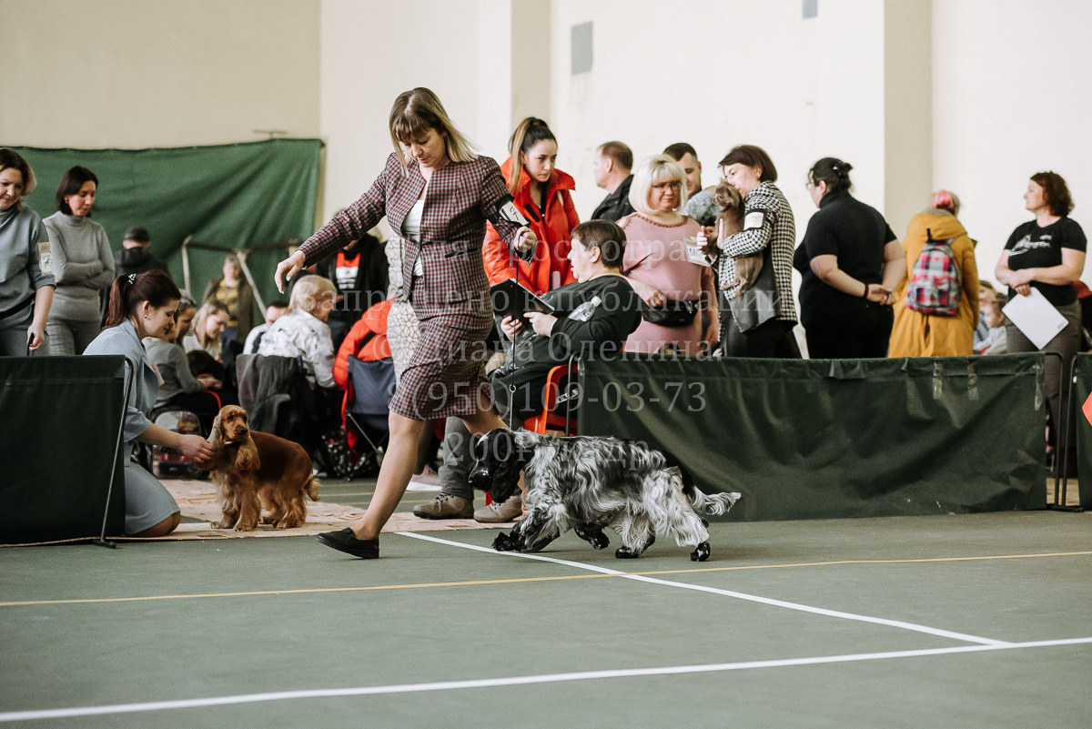 26.03.2022 Выставка собак г. Братск Континенталь. Фотограф Диана Оленина Красноярск / Братск